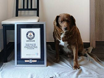 World's Oldest Dog Dies At 31